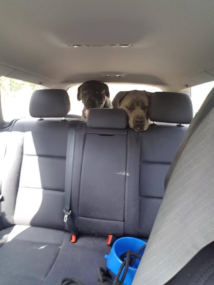 A kuku ..czy to auto co wiezie nas do lepszego życia ?